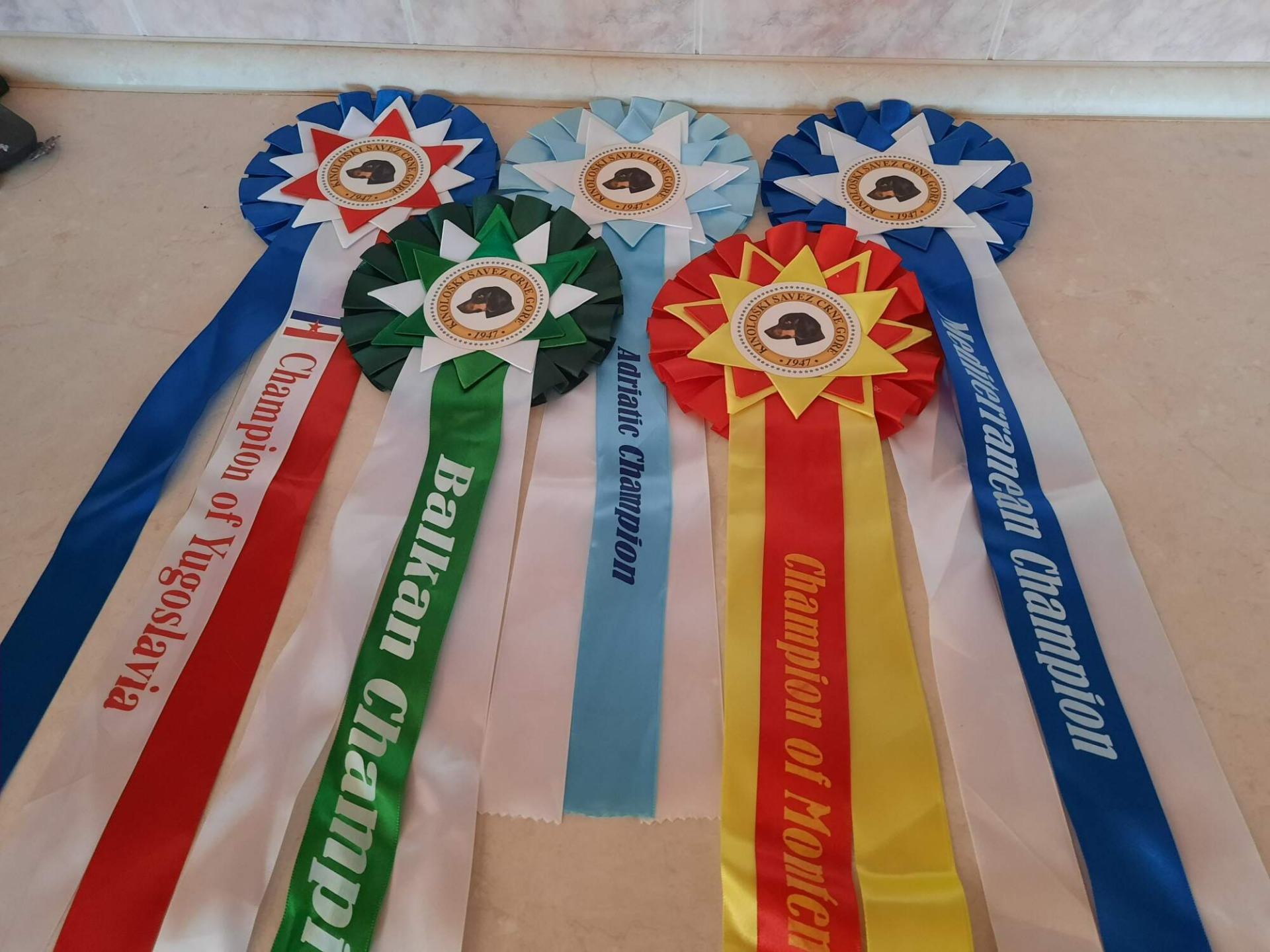 Dina  - výstavy a zkoušky