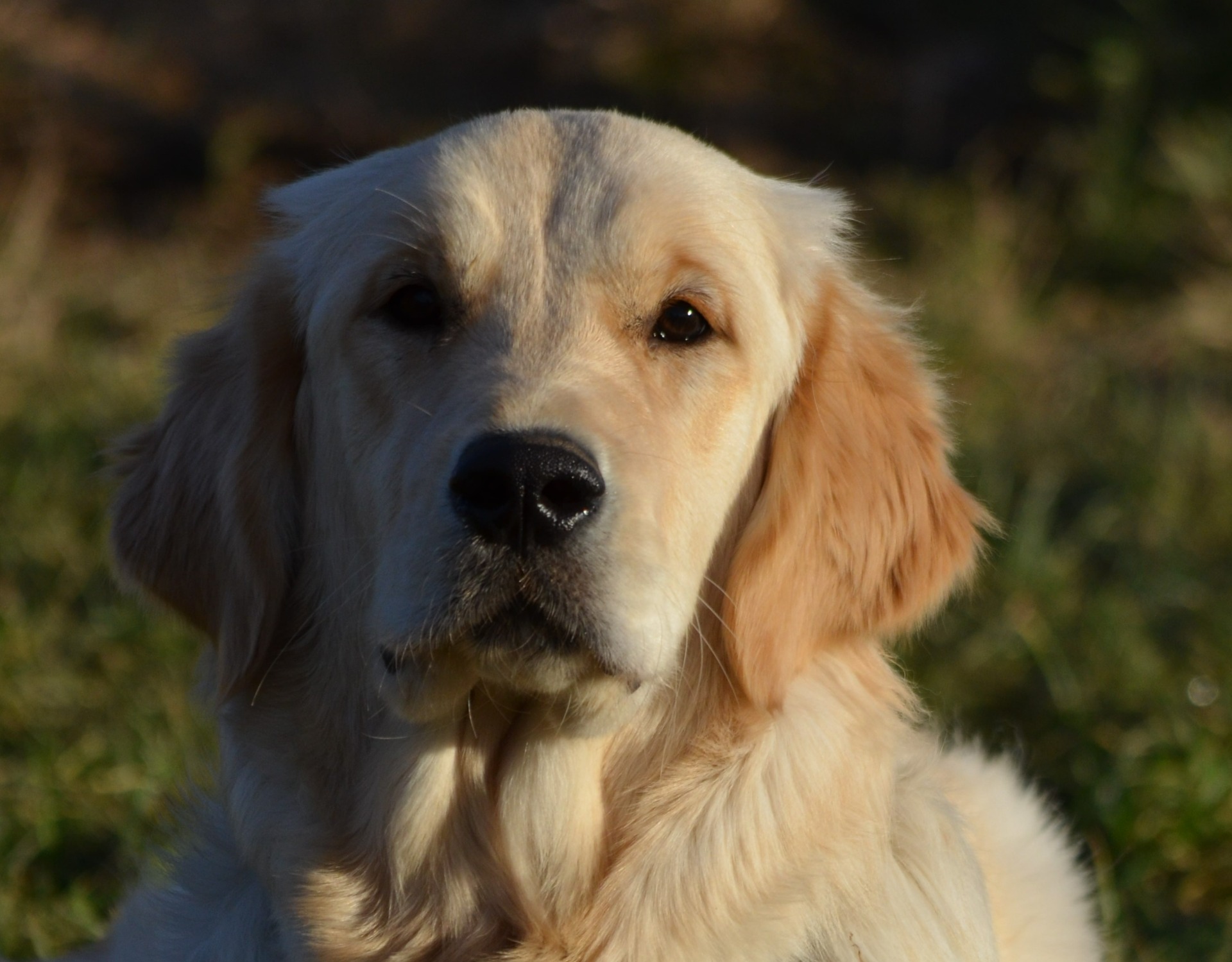 Queen z Královských teras