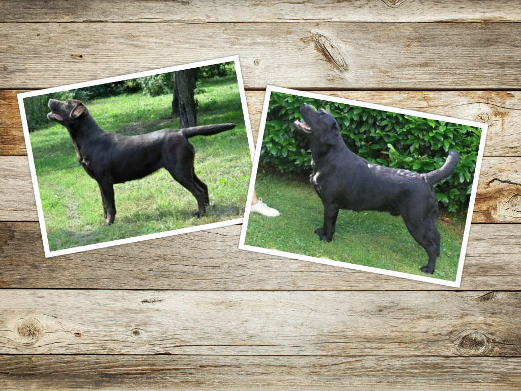 Vrh C Amel a Afternoon 