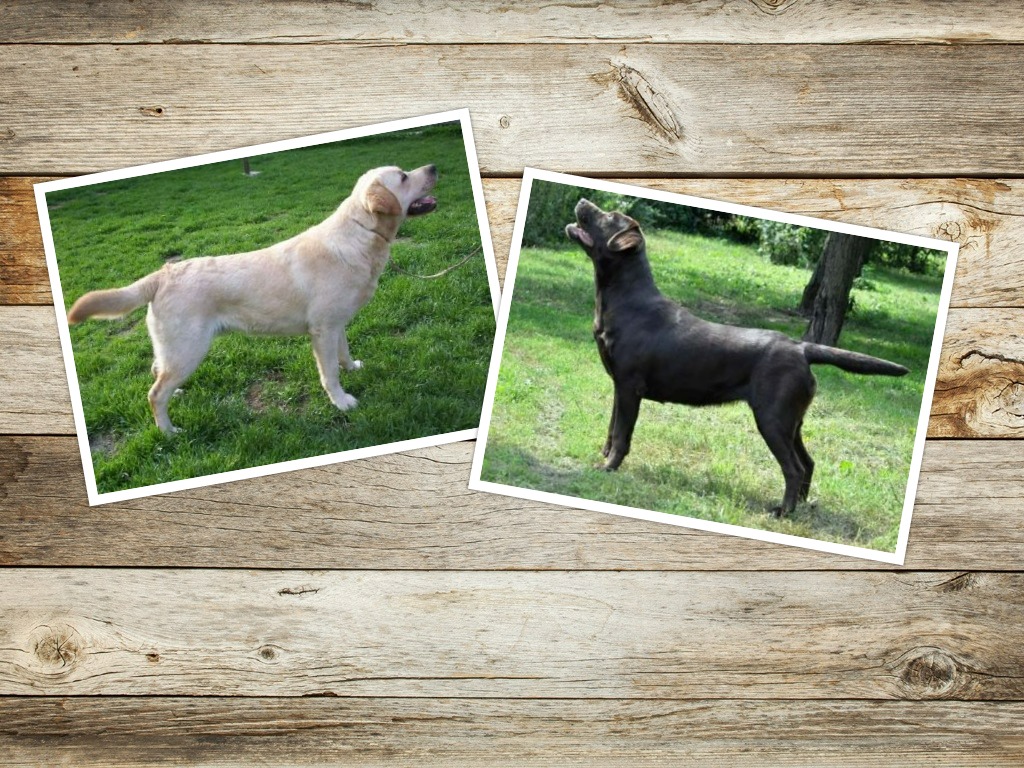 Vrh E Amel a CHEERFUL 