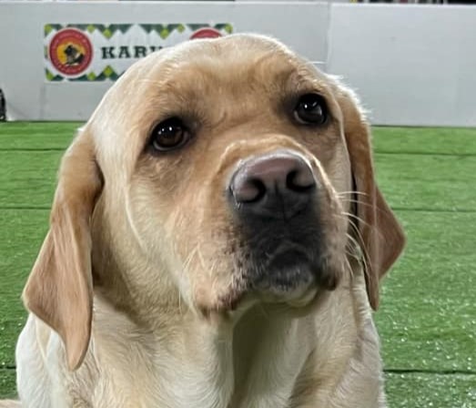 Multi.Ch. Poppy Marry pod Žerčickým kostelem