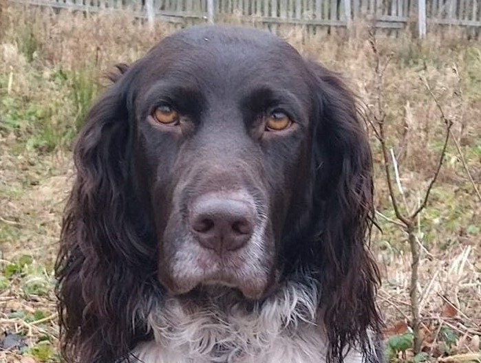 Dual. Ch. Dina od Černé tůně