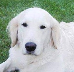 Dream For Crazy Of Golden Cheer