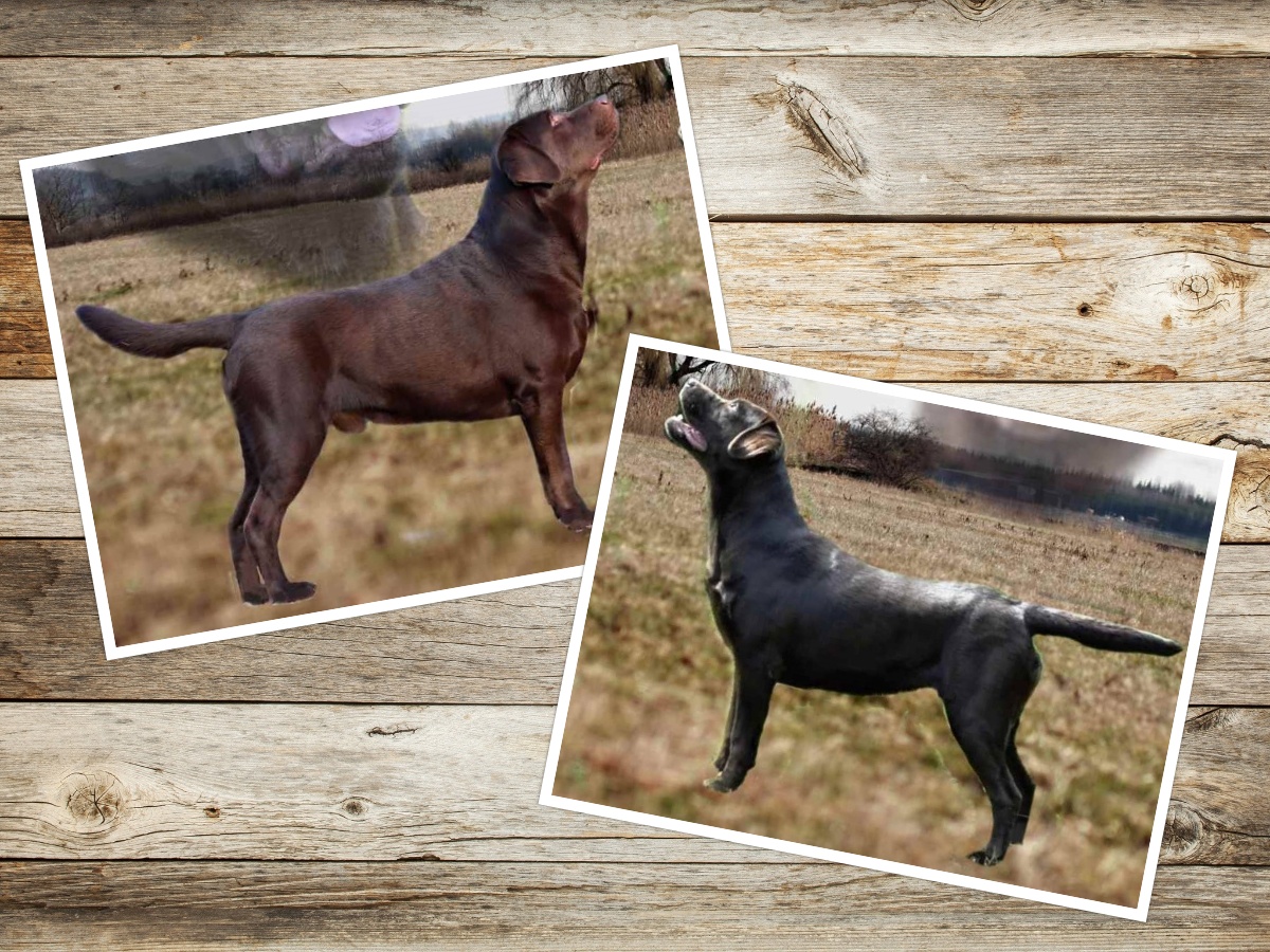 Vrh F Amel a Asterix